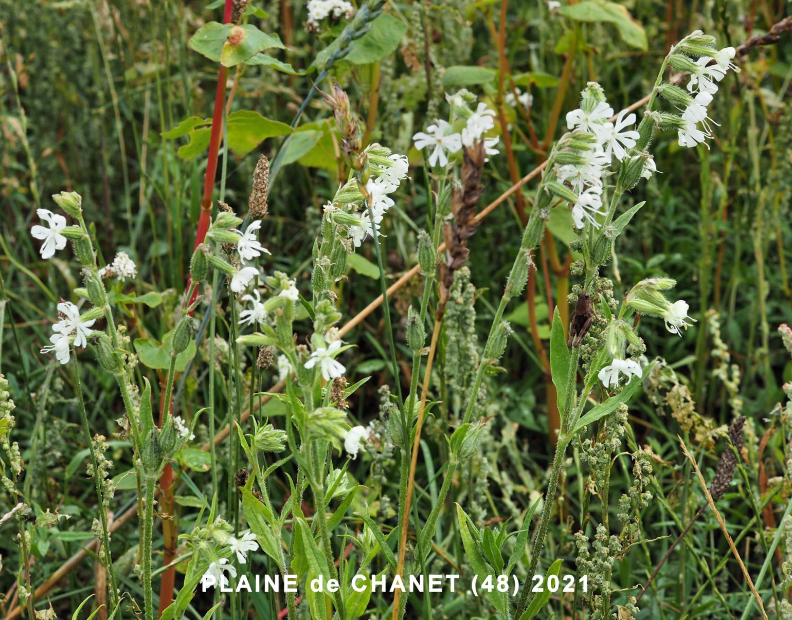 Catchfly, Forked